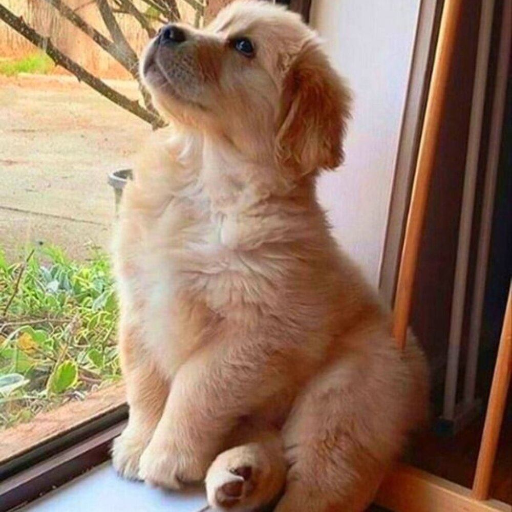 You Can't Buy Love But You Can Rescue It!